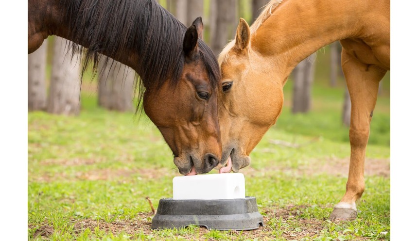 Horse Supplements